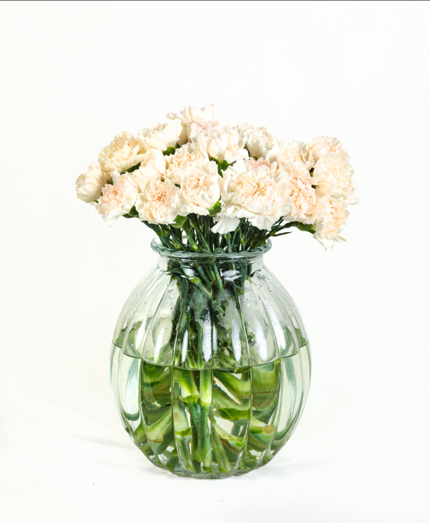 Carnation Montblanc White