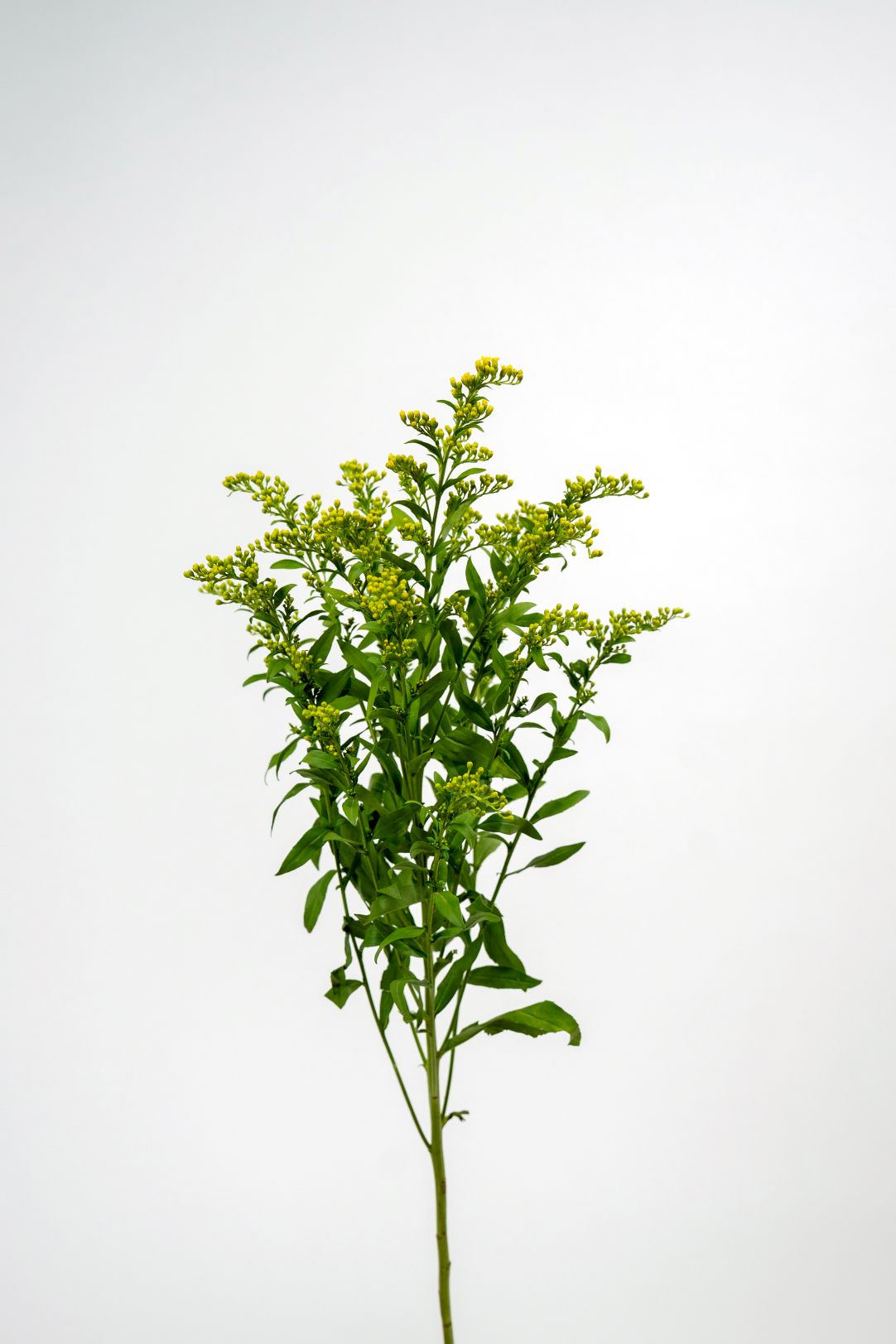 Solidago Carzan Glory
