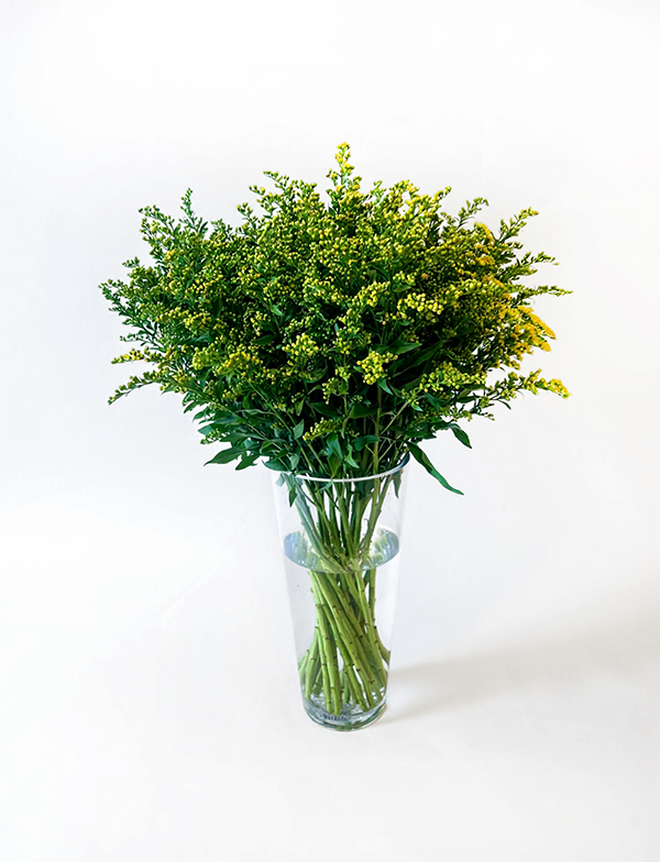 Solidago Carzan Glory