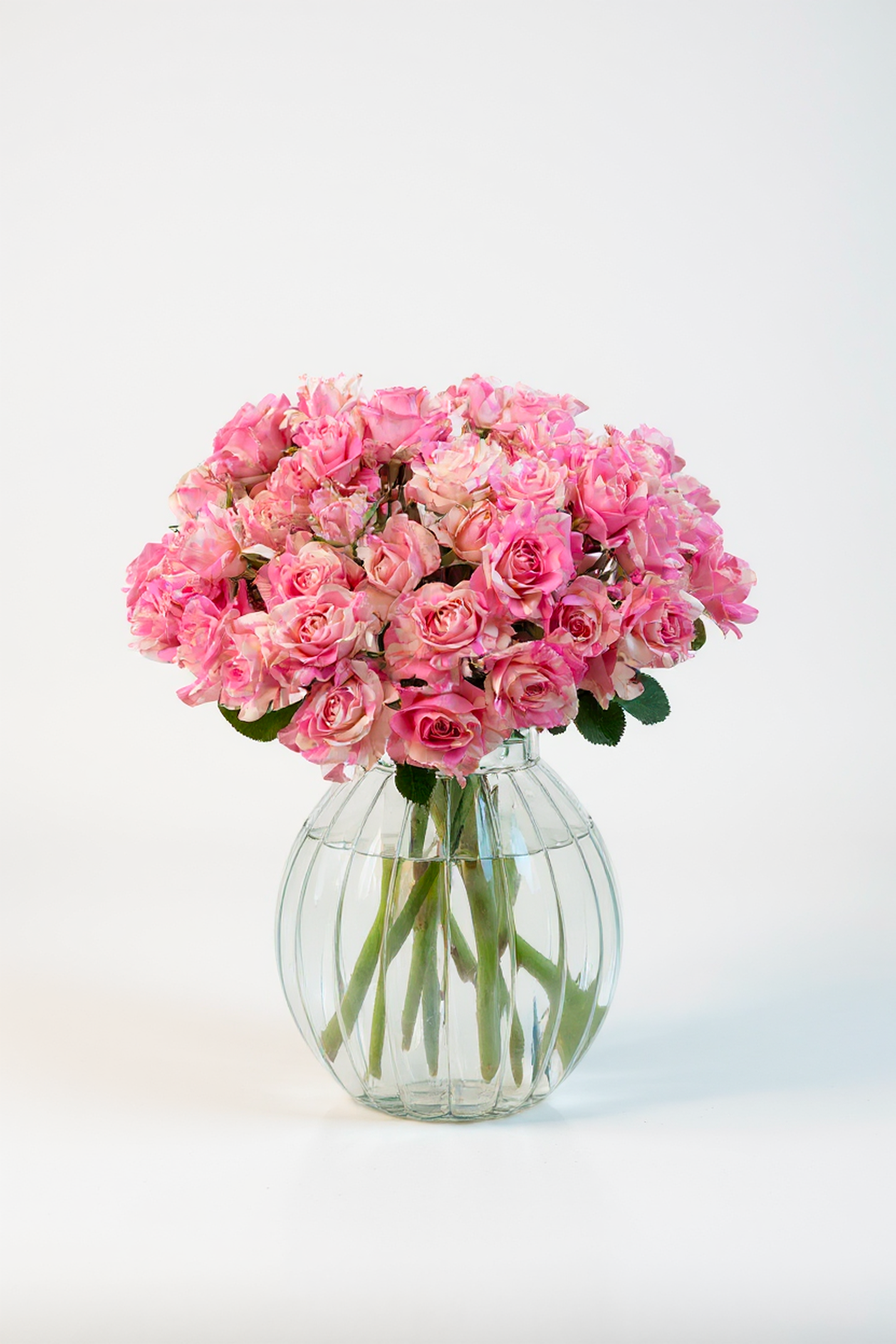 Spray Premium Roses Cream Disha