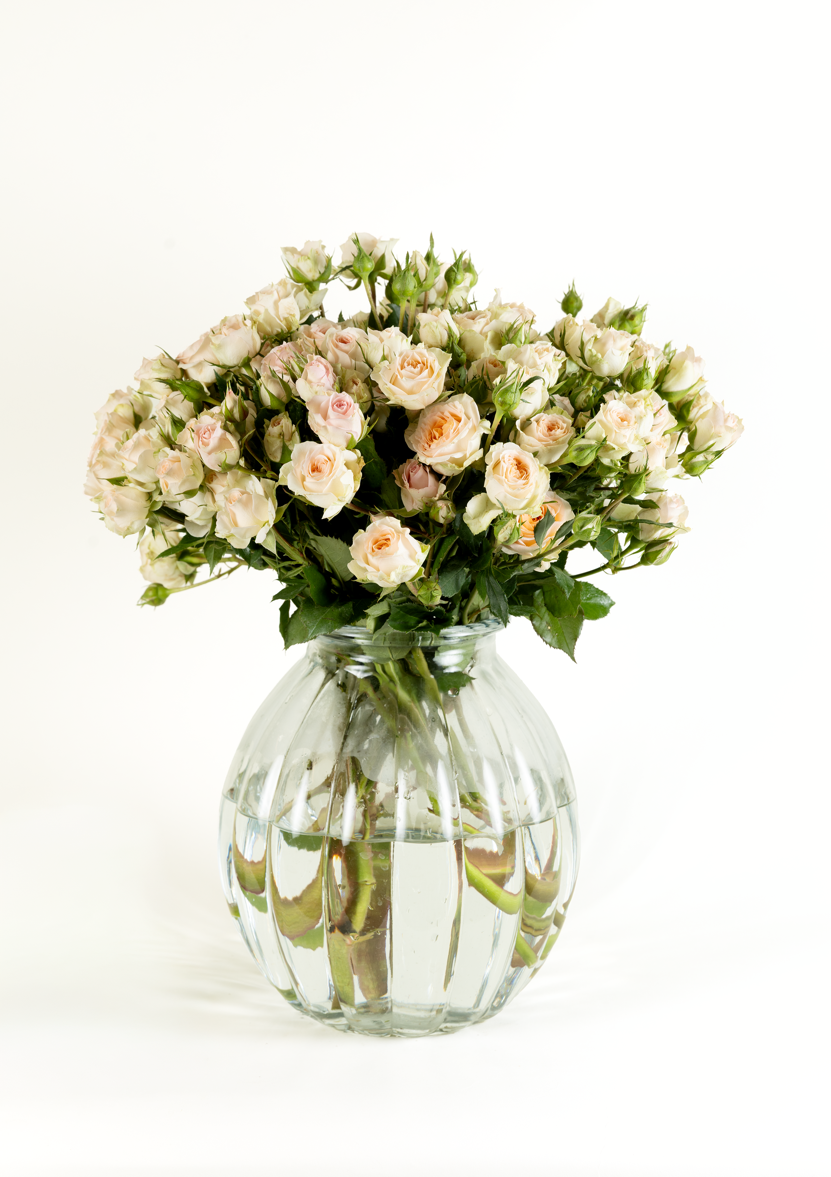 Spray Rose Peach Rosanella