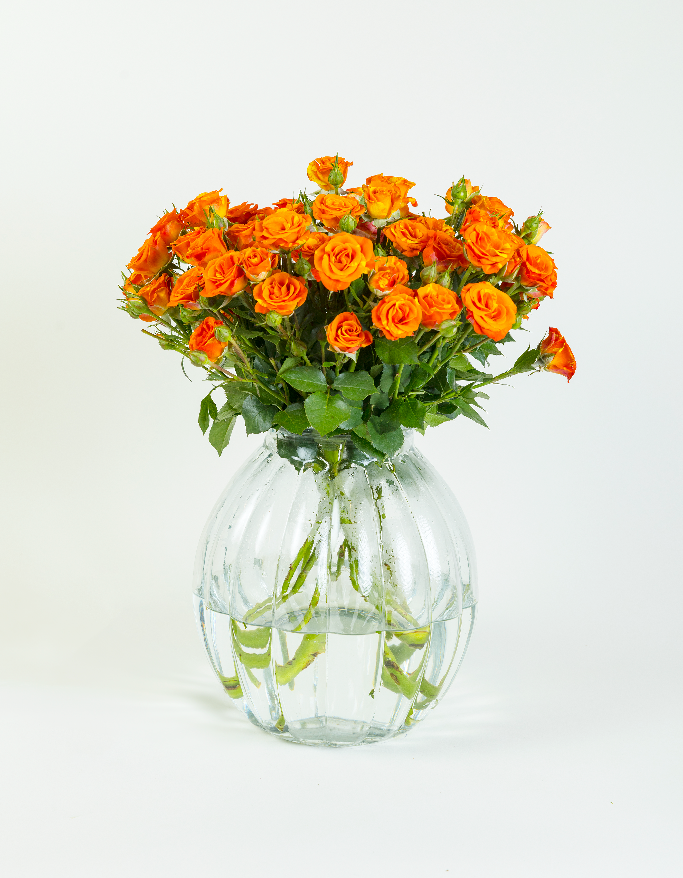 Spray Rose Smashing Orange