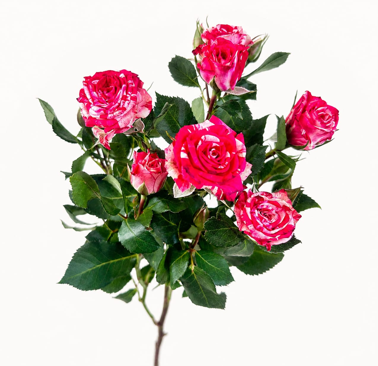 Spray Rose Fireworks