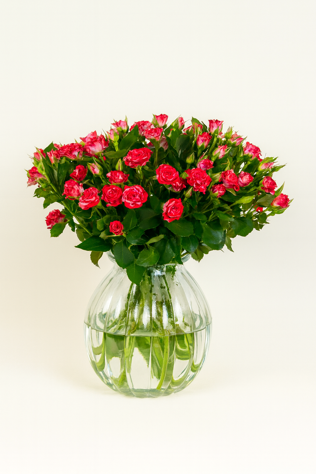 Spray Rose Fireworks