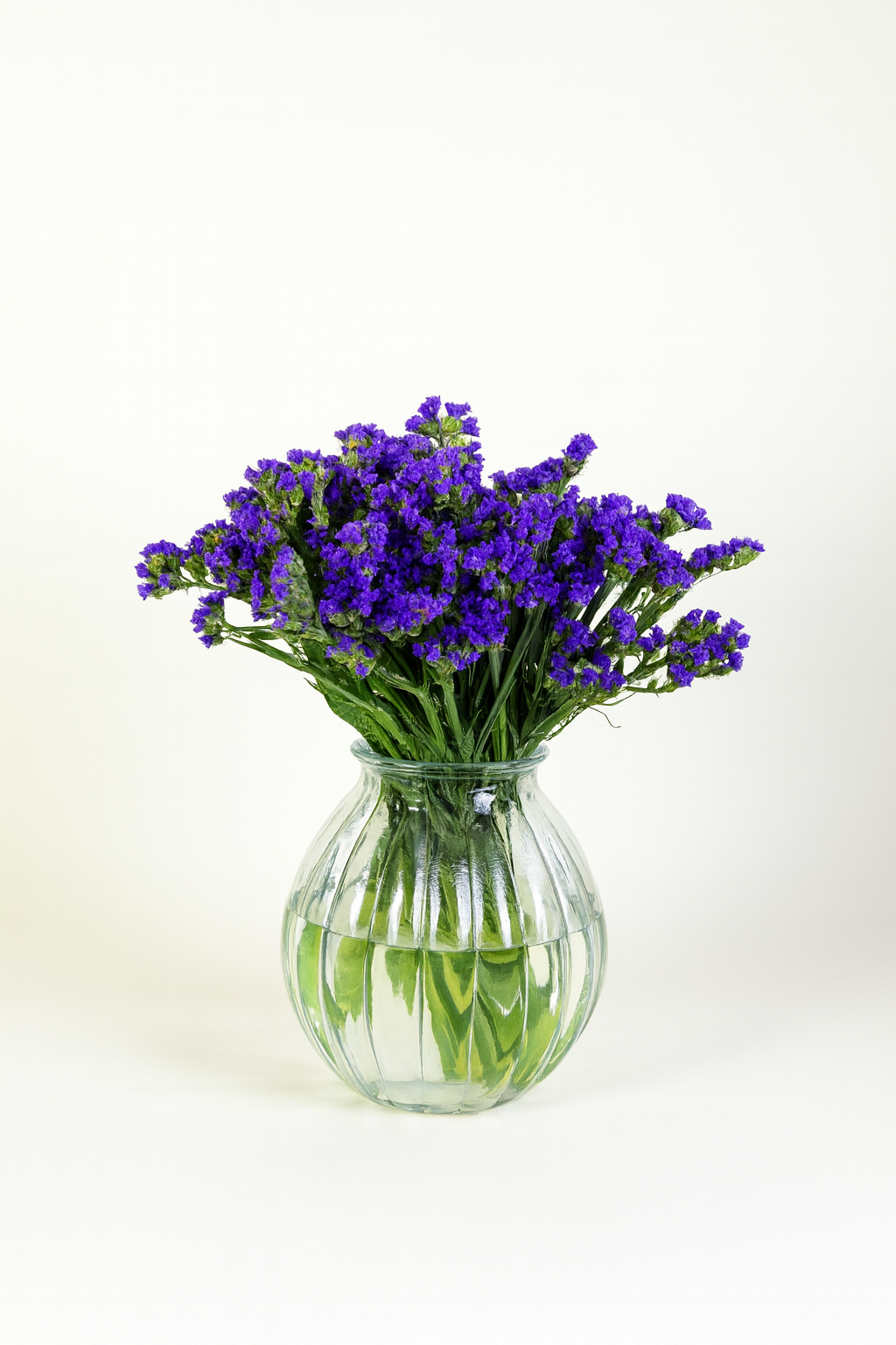 Statice Blue Sky Wings