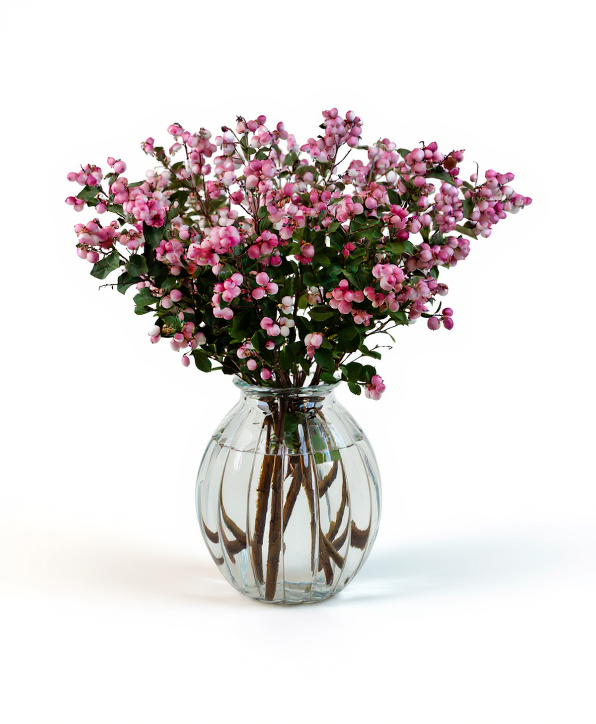 Symphoricarpos Magical Ruby Falls Pink