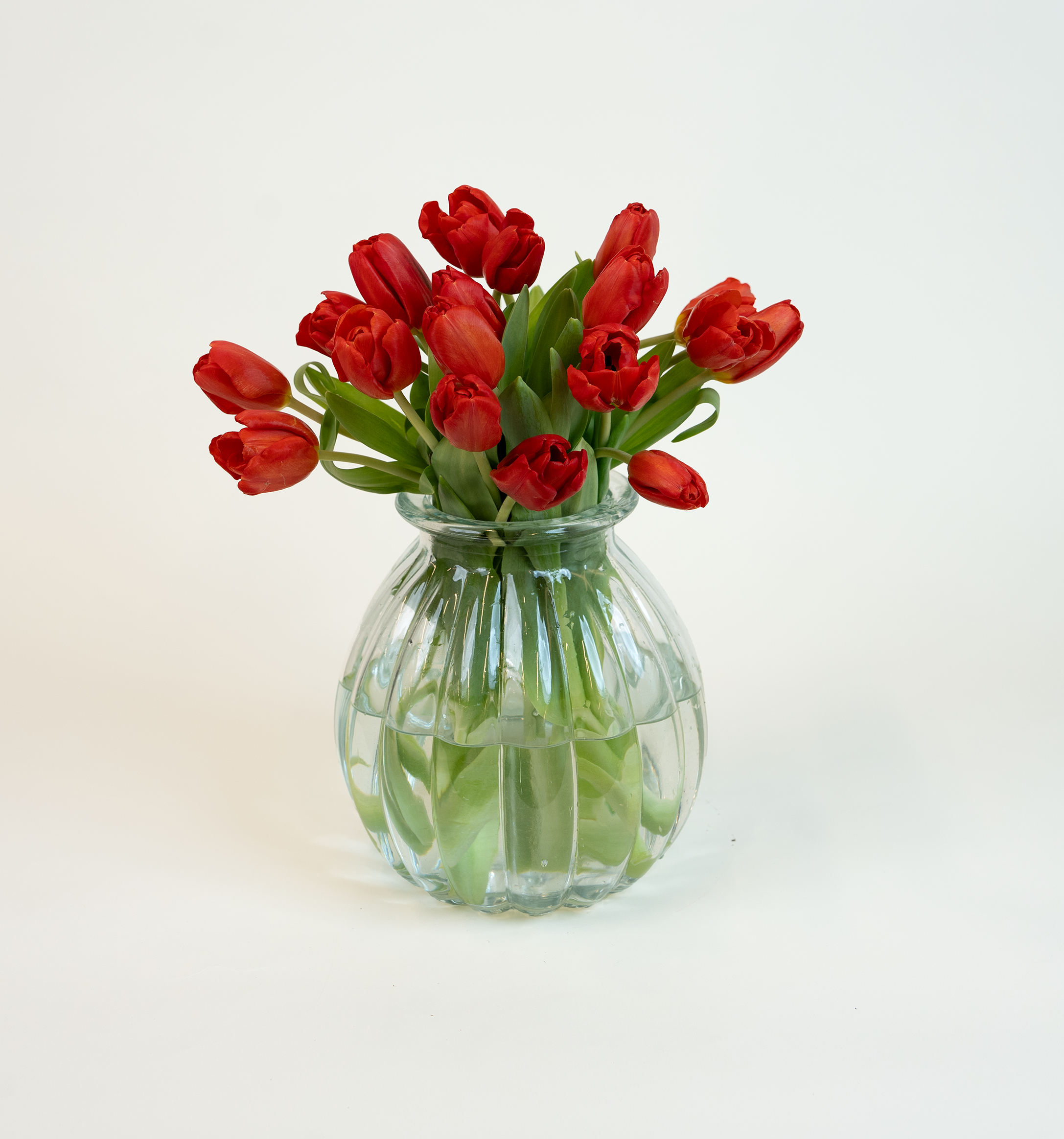 Tulips Strong Fire