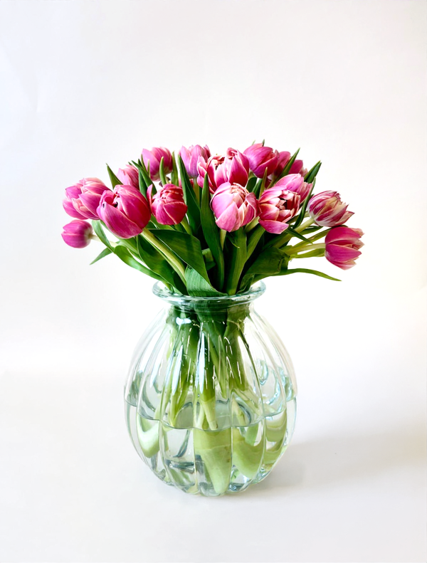 Tulips Double Columbus