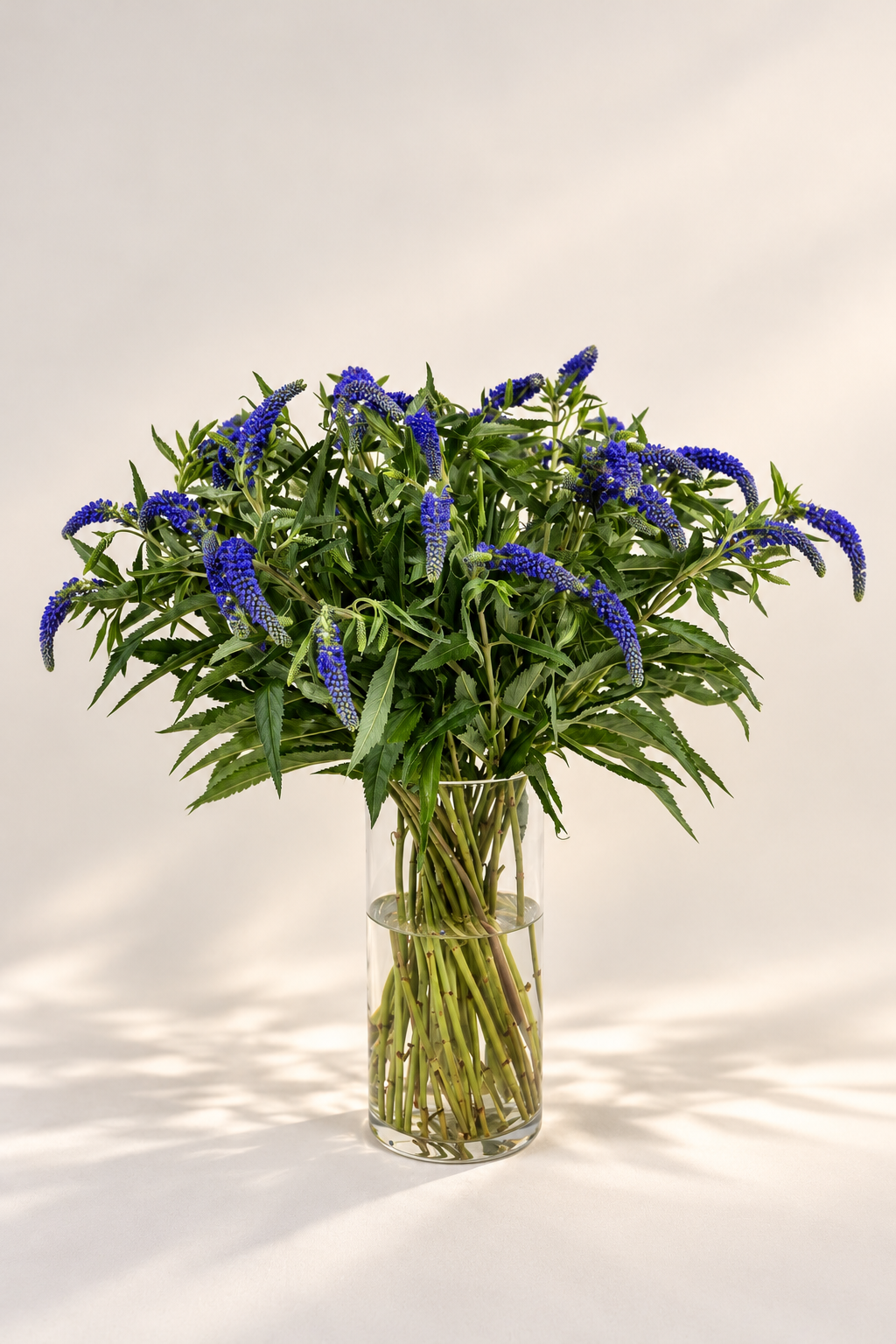 Veronica Violet Blue