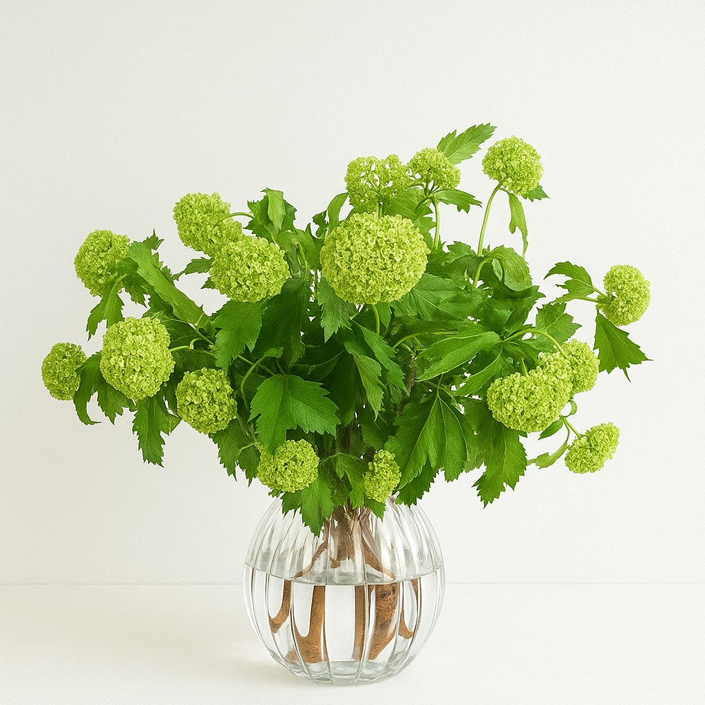 Viburnum Roseum