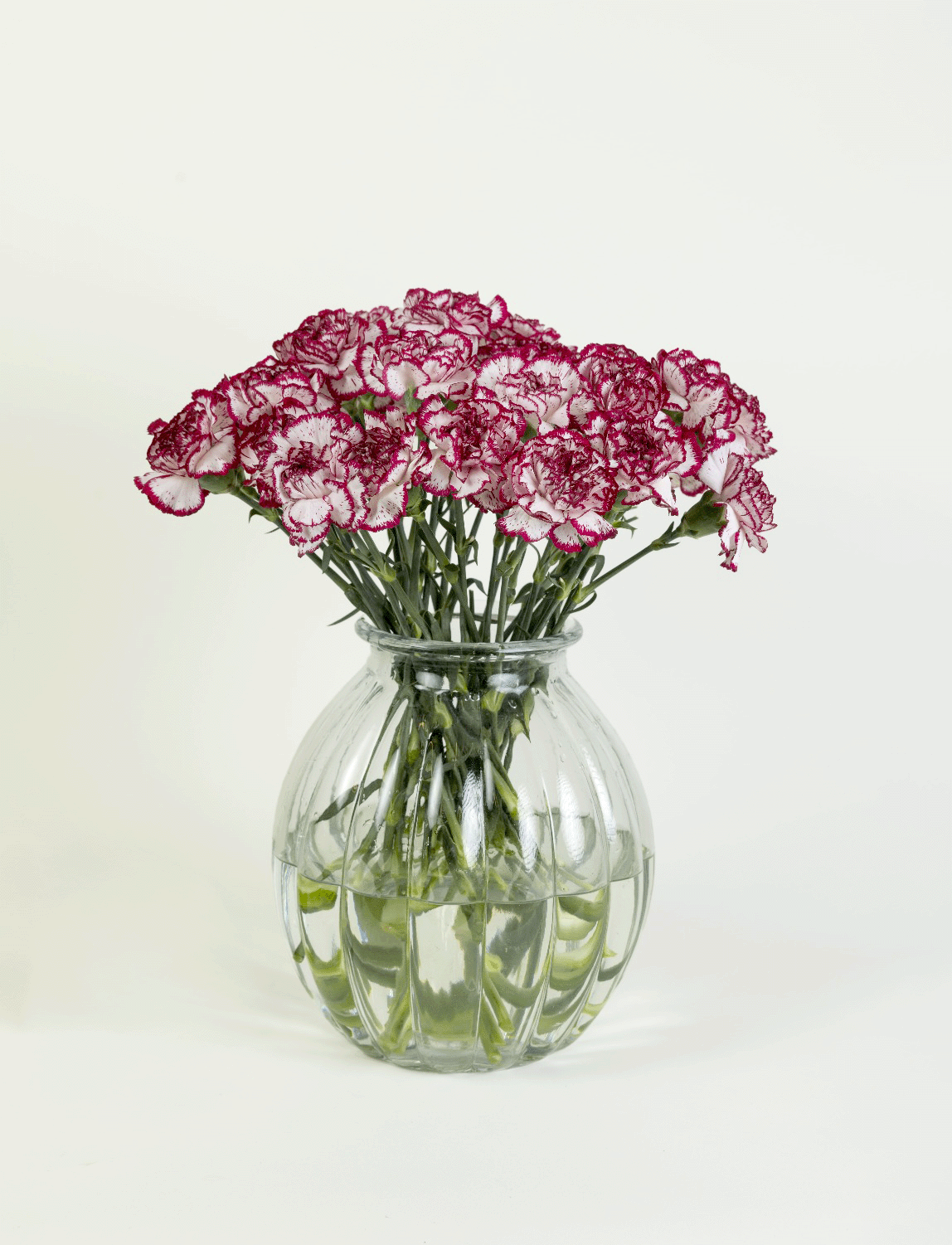 Carnation Baccarat