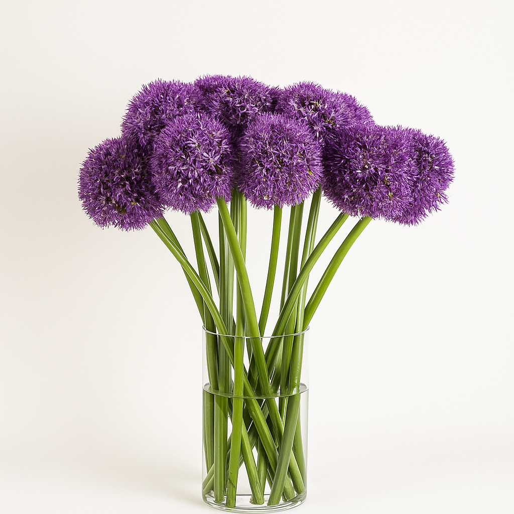 Allium Ambassador