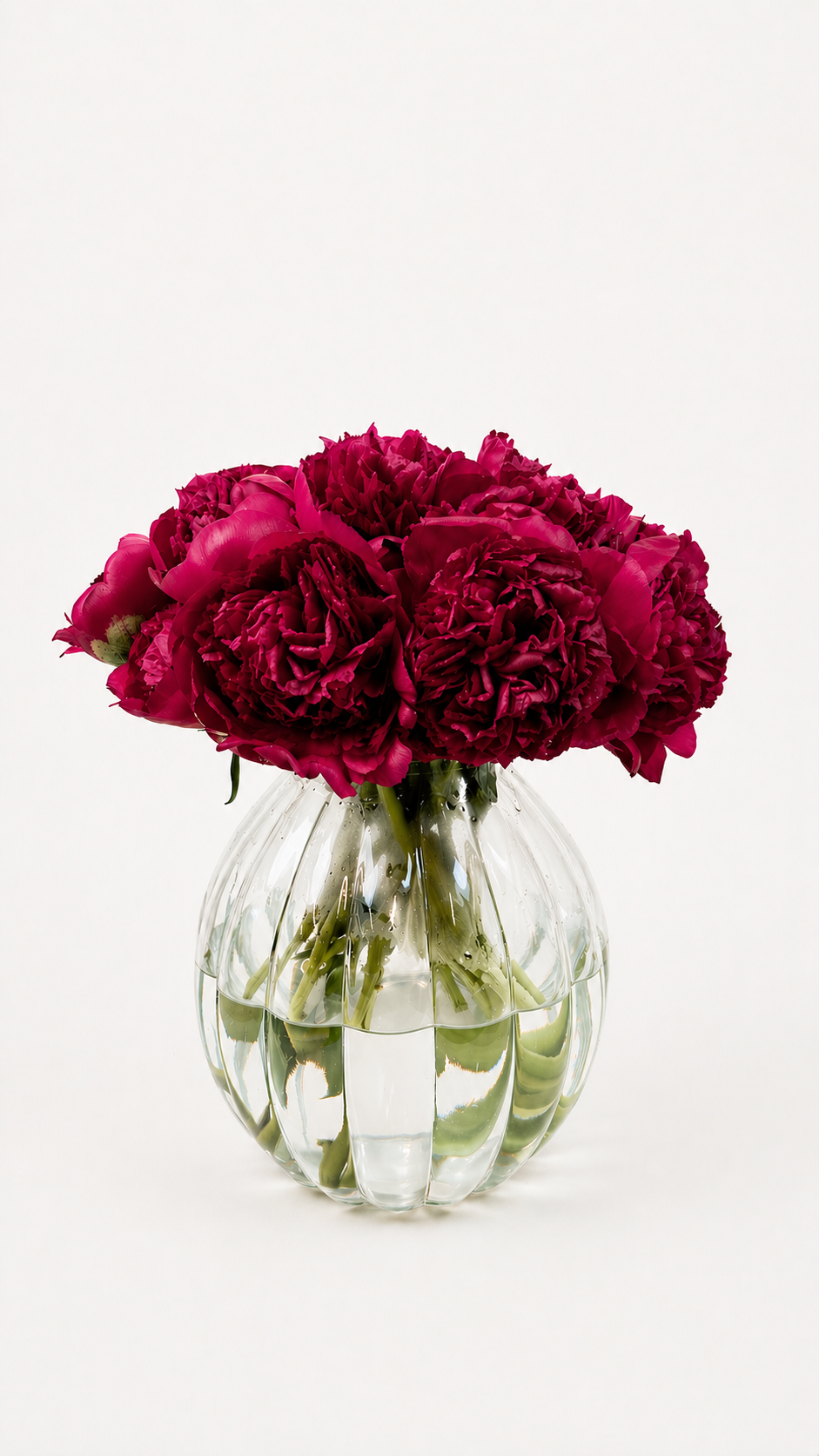 Paeonia Command Performance