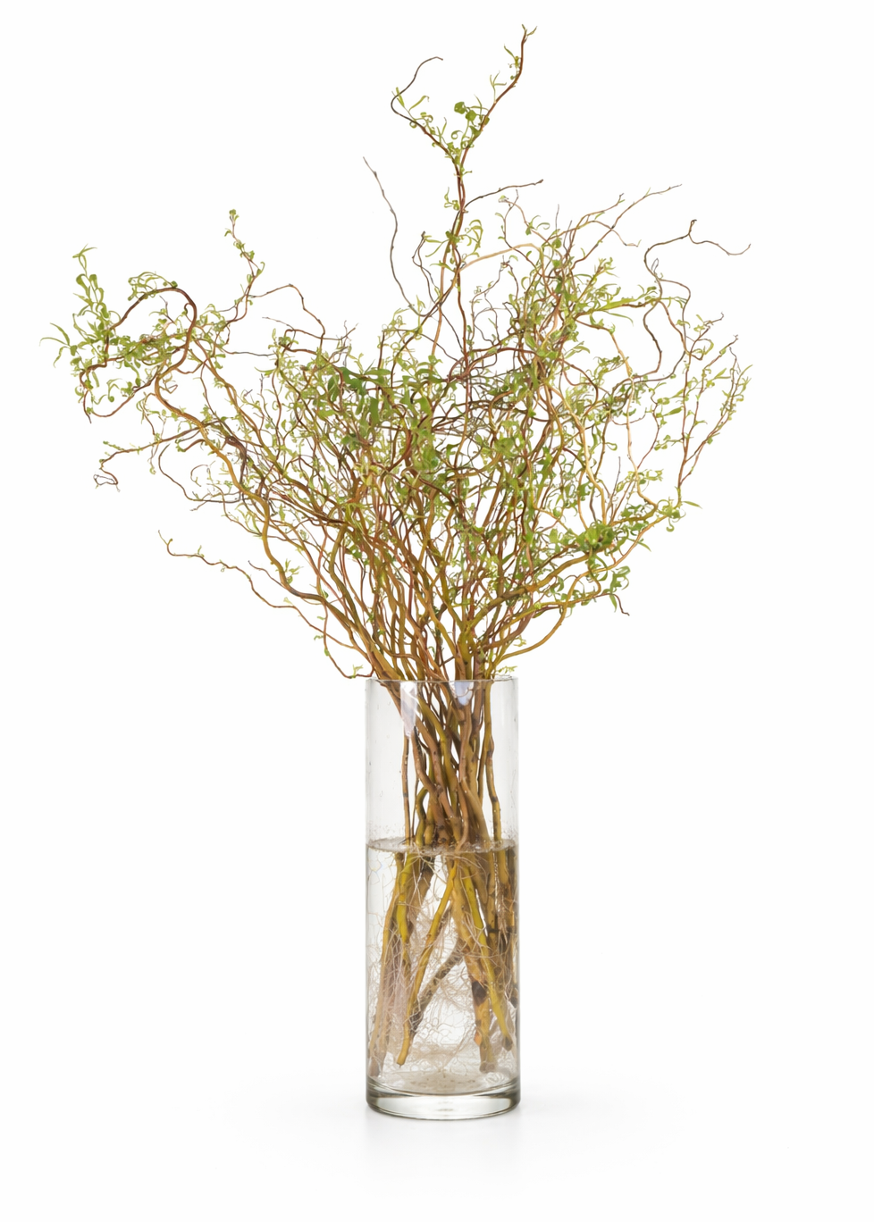 Salix Golden Curls
