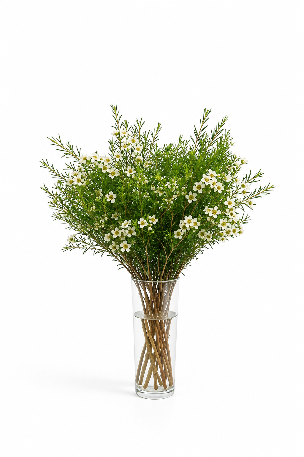 Wax Ofir White