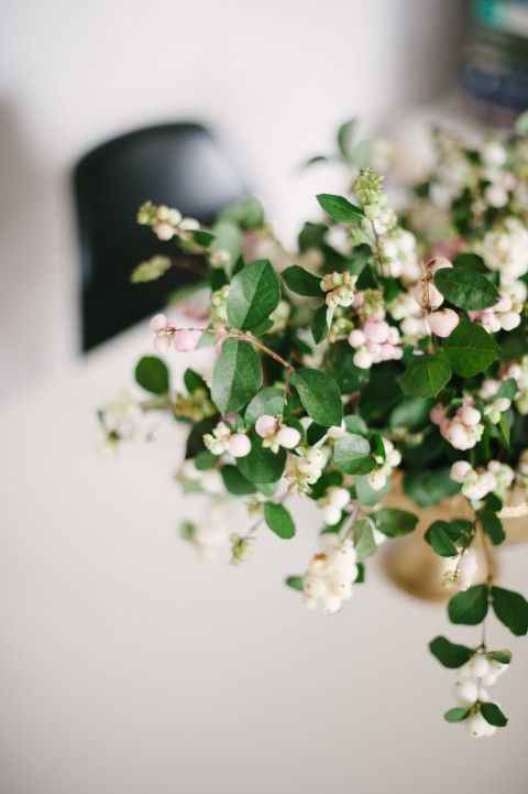 Symphoricarpos Magical Milky Way