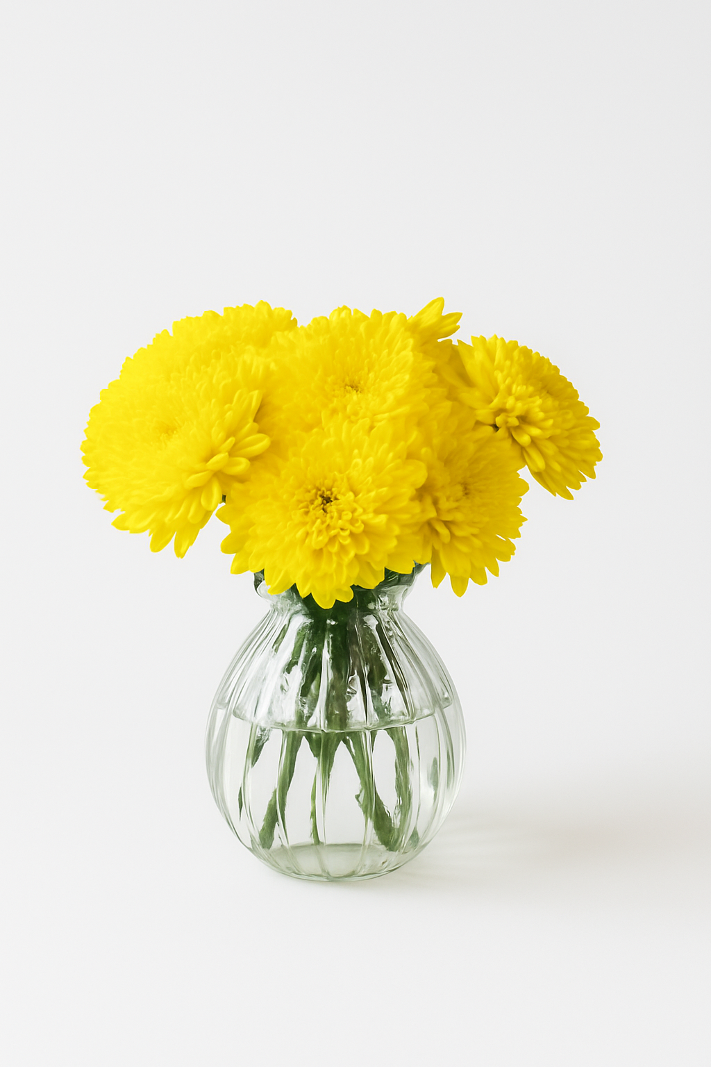 Chrysanthemum Magnum Yellow