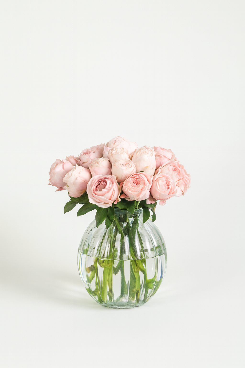 Garden Roses Princess Sakura