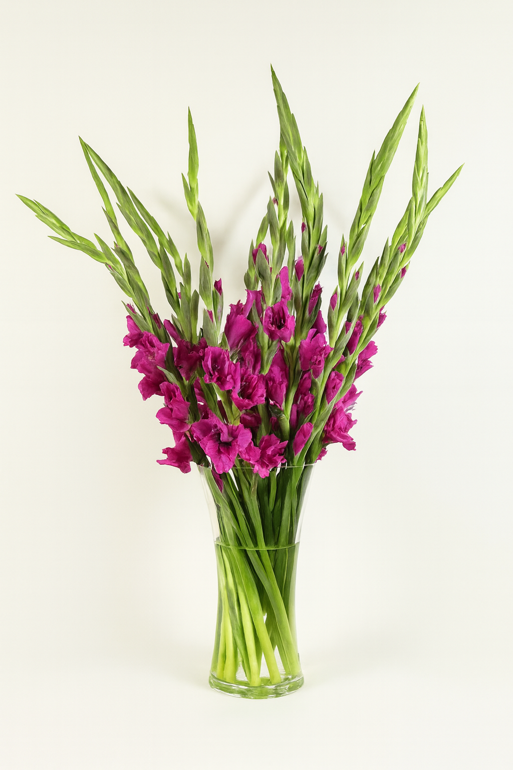 Gladiolus Purple - BY THE BUNCH