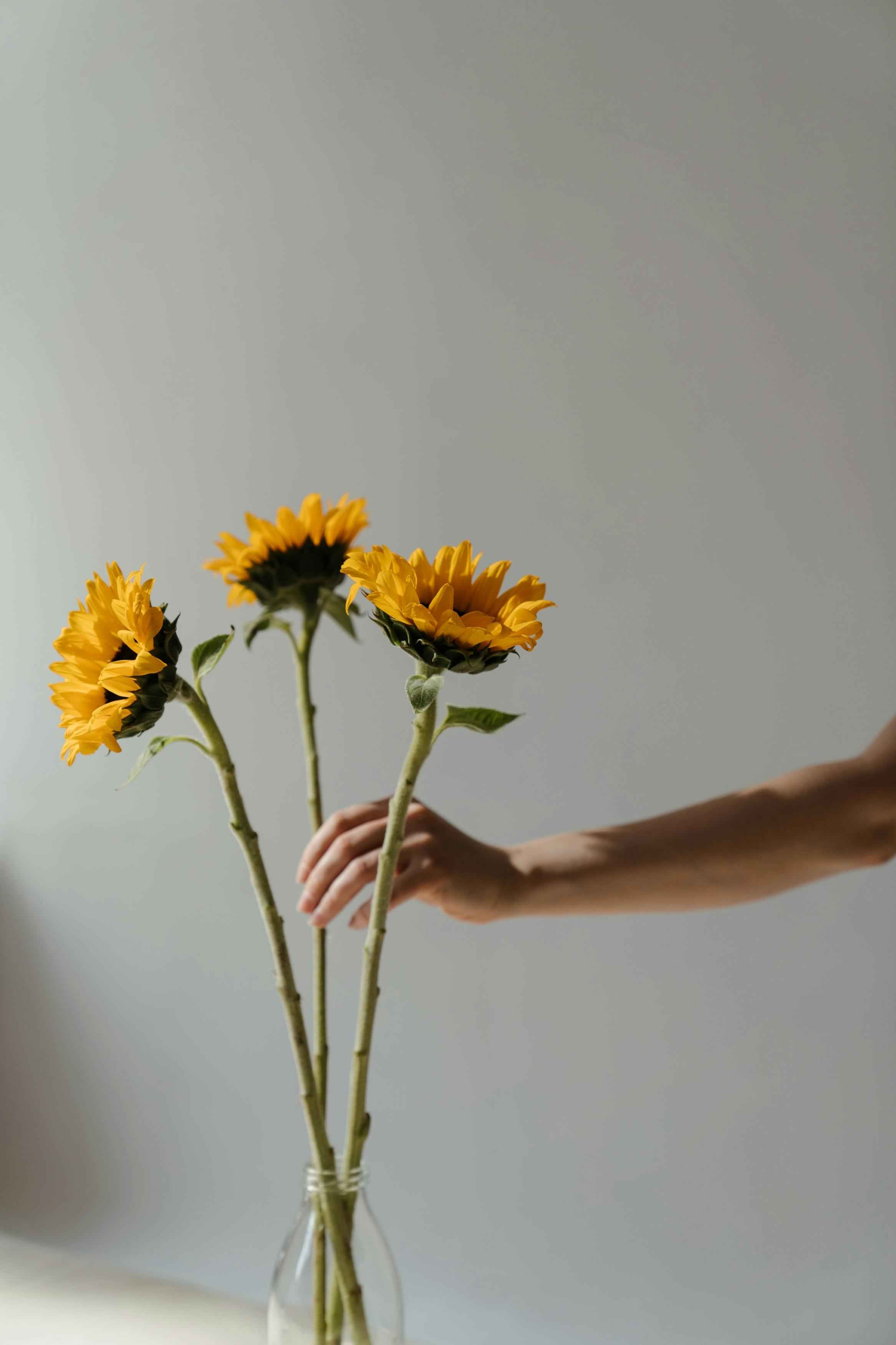 Sunflower Helianthus Sunrich Orange