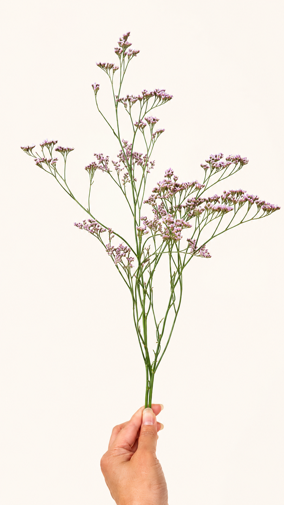 Limonium Pink