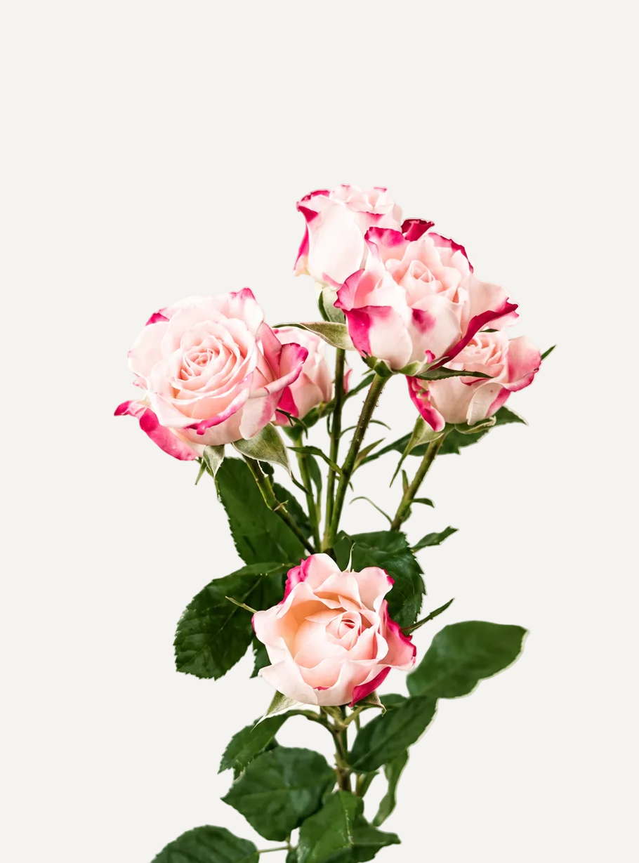 Spray Rose Reflex