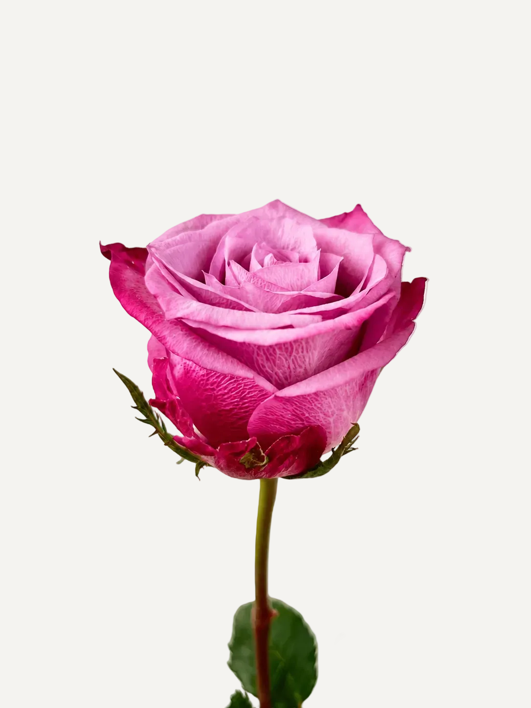 Roses Deep Purple