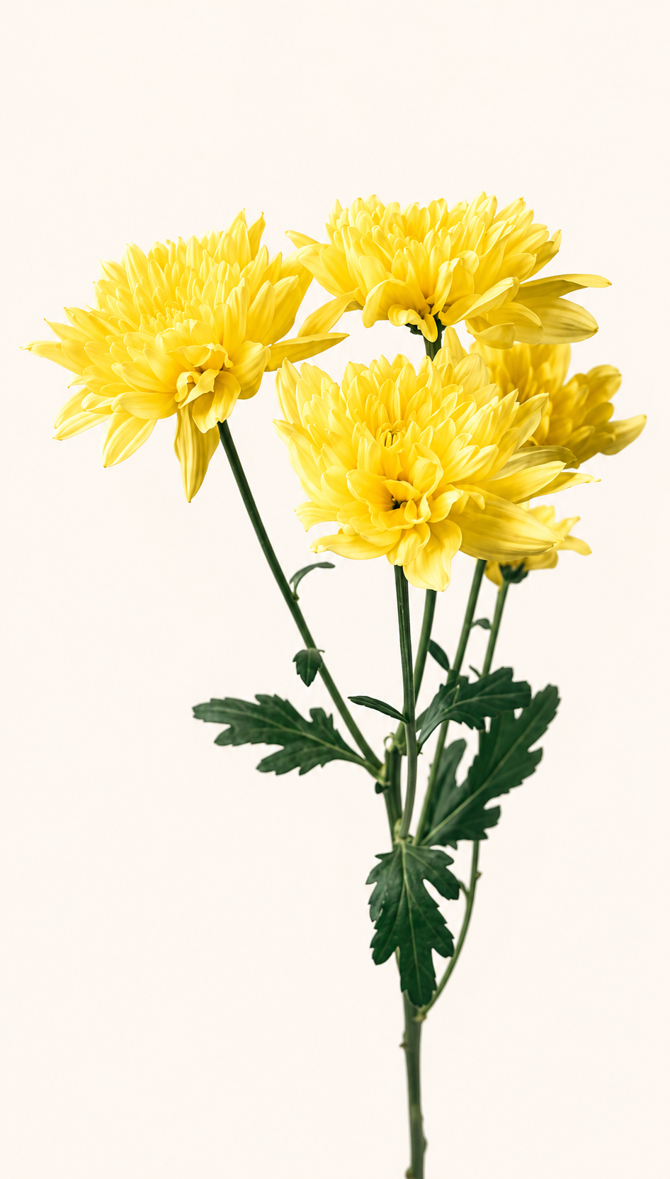 Chrysanthemum Pina Colada Yellow