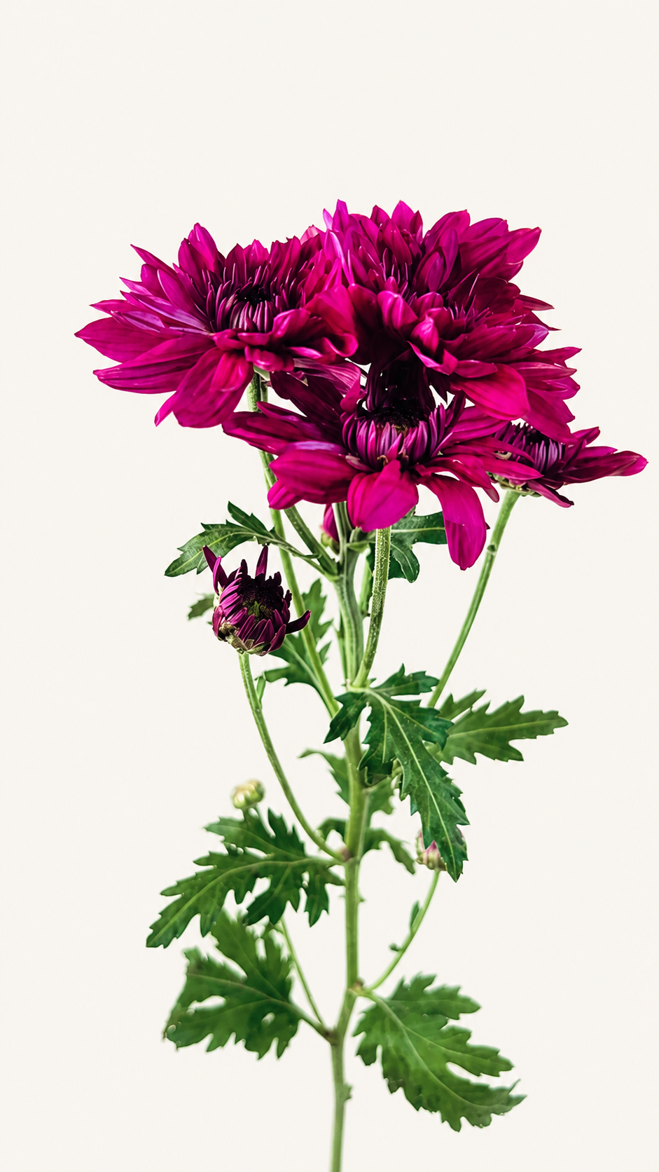 Chrysanthemum Lamira Purple