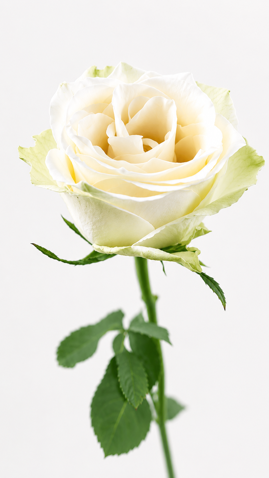 Mini Rose Proud