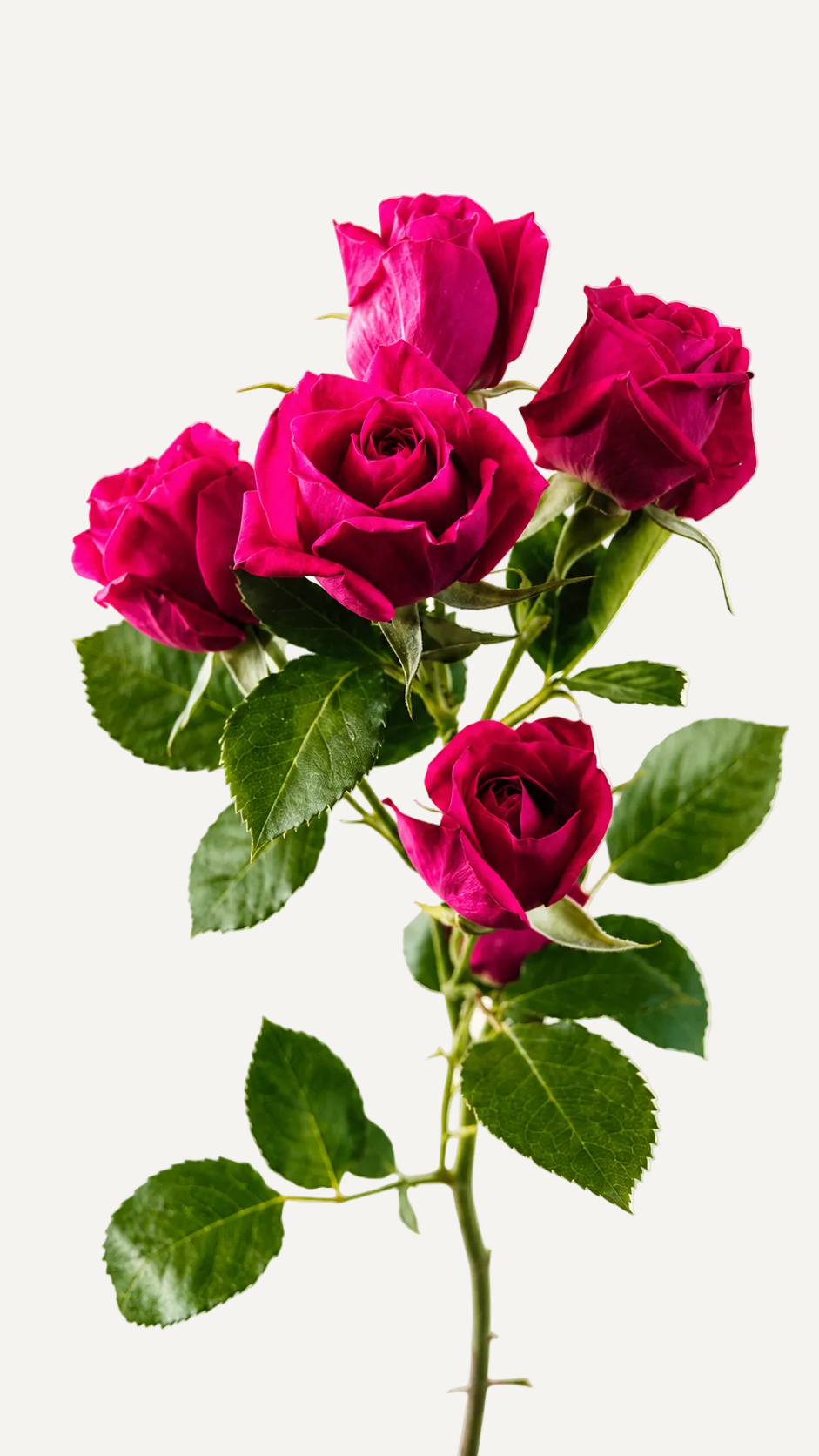 Spray Roses Pink Cerise Alicia