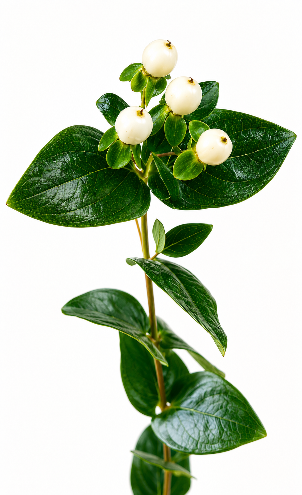 Hypericum White