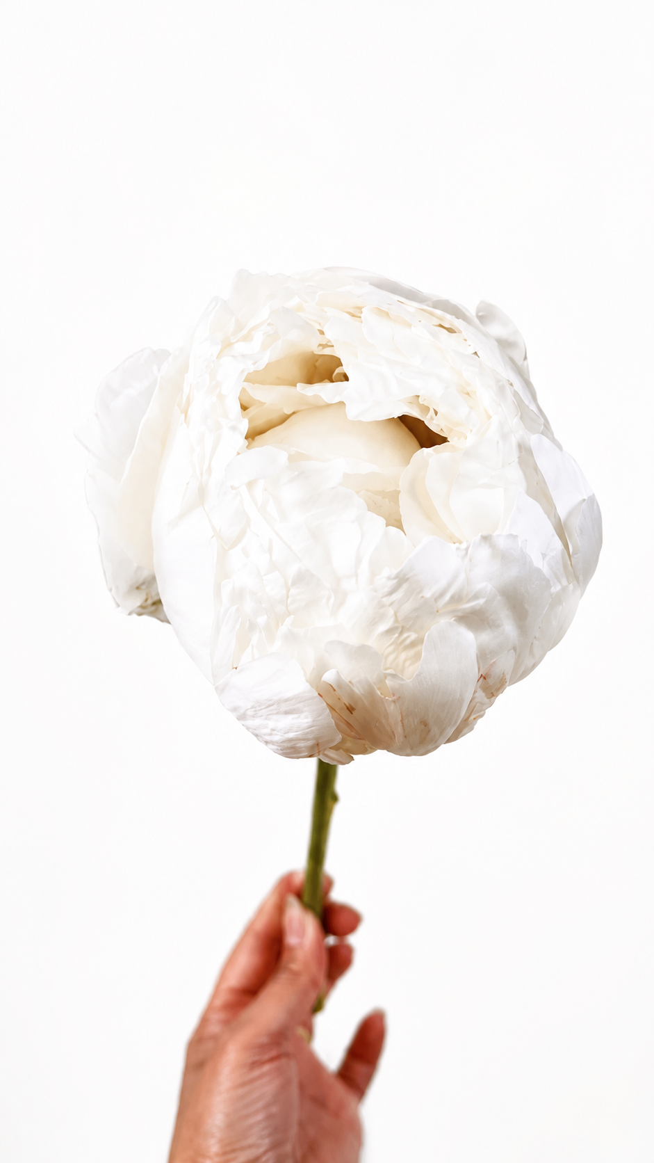 Paeonia Bowl of Cream
