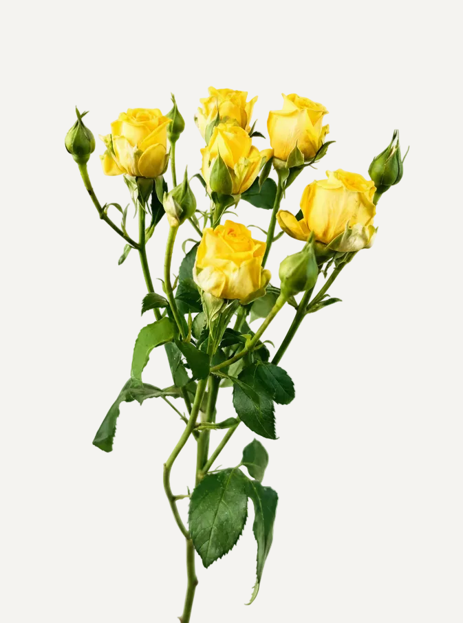 Spray Rose Yellow Marissa