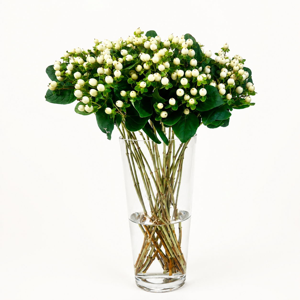 Hypericum White