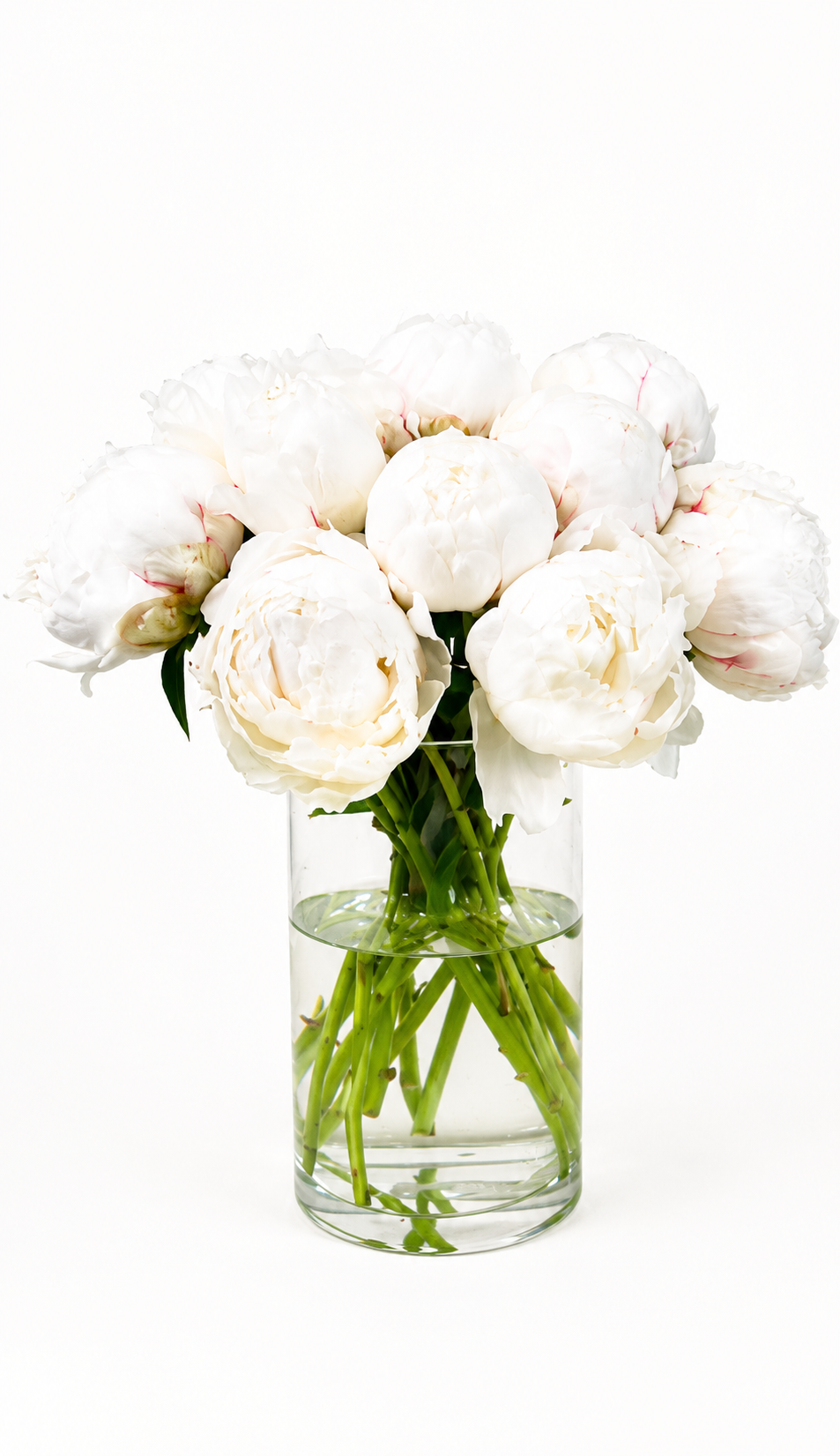 Paeonia Bowl of Cream