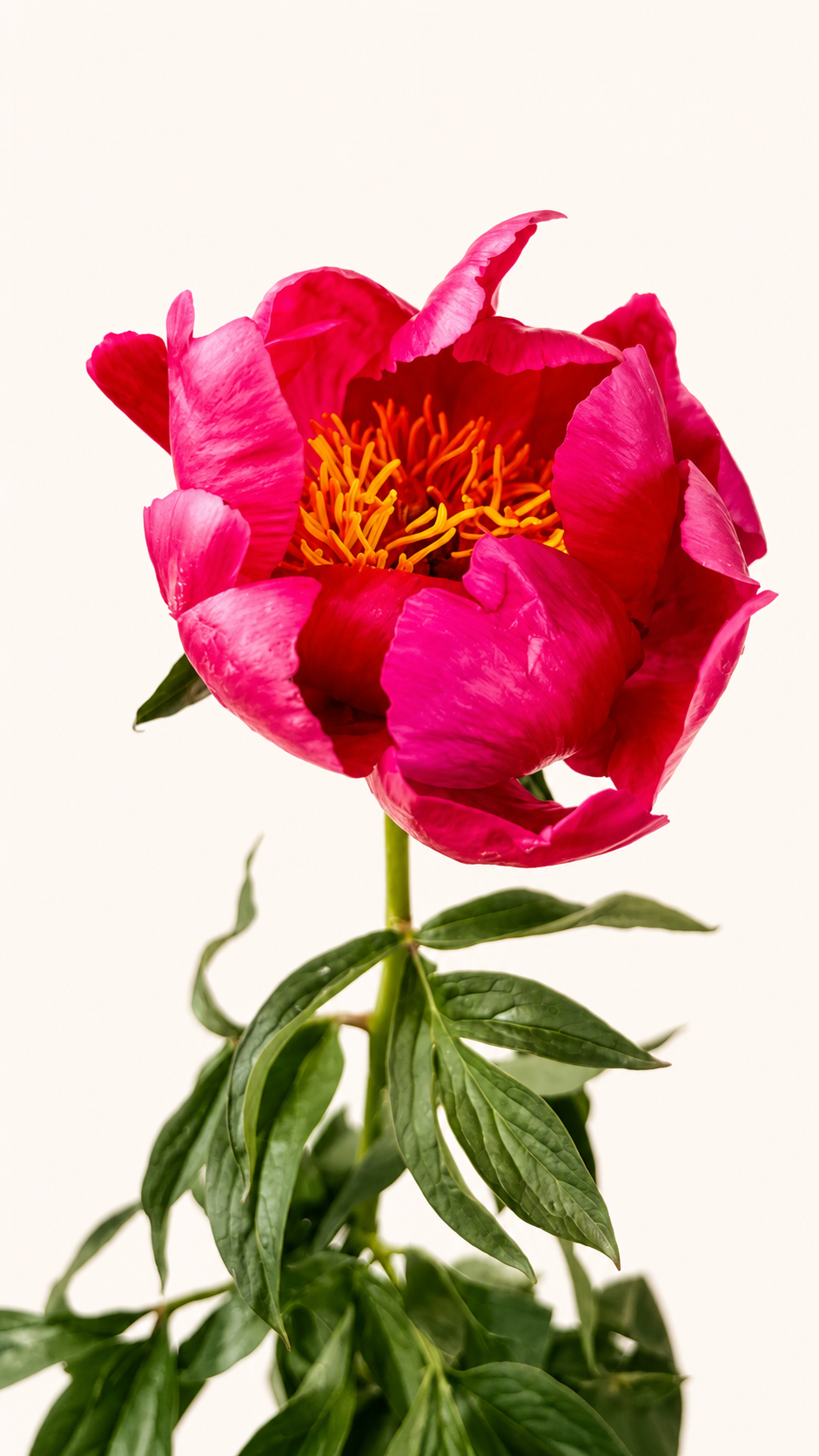 Paeonia Flame