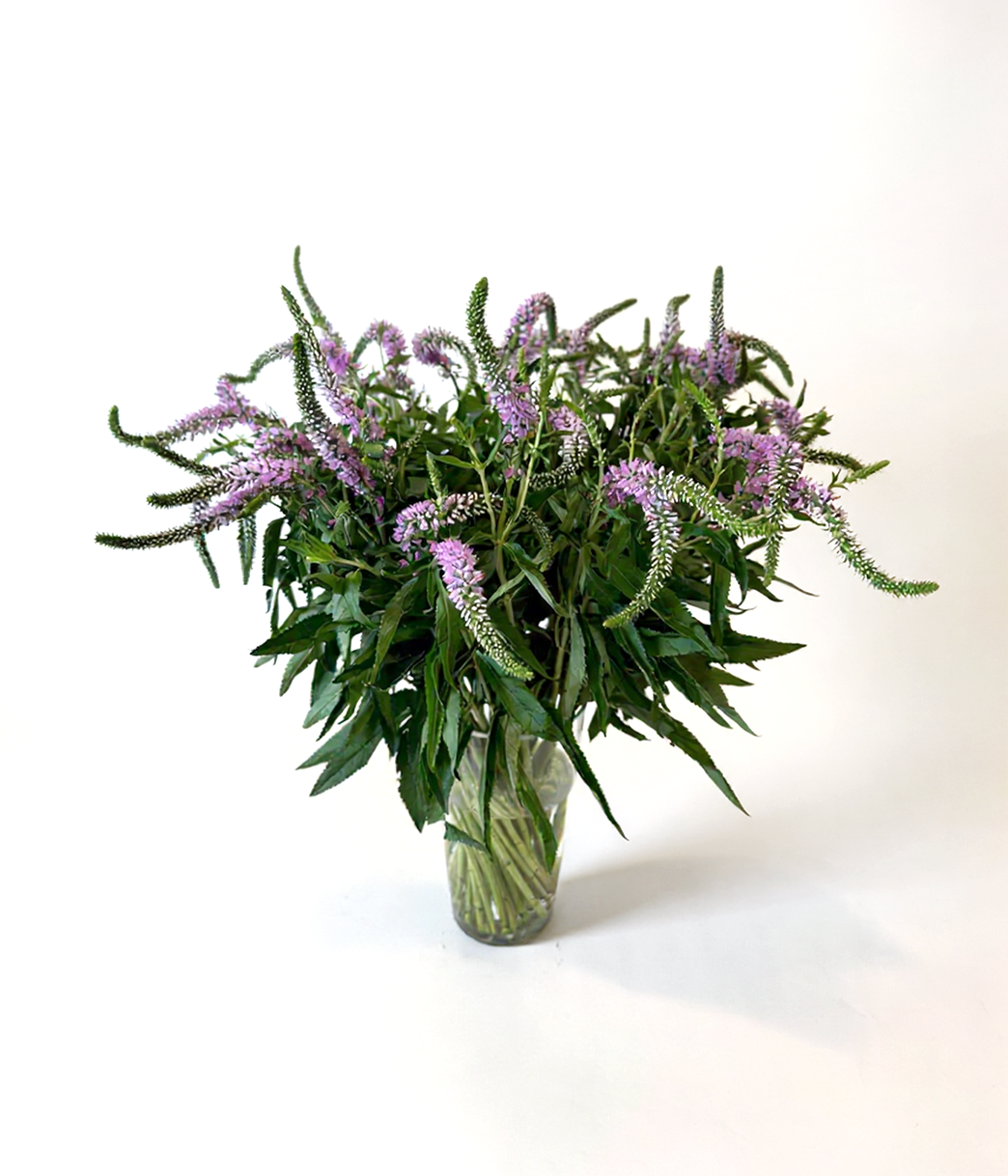 Veronica Purple
